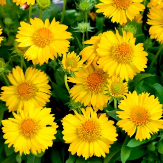 Гайлардія Spintop Yellow Touch р9
