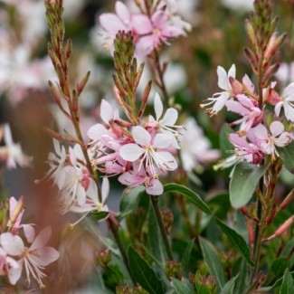 Гаура Graceful Blush р9
