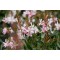 Гаура Graceful Blush р9