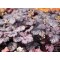 Гейхера №8 Shanghai 2 л