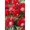 Делосперма Sundella Red р9