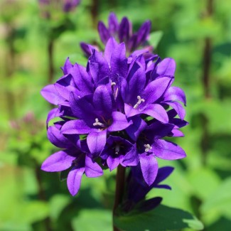 Дзвоник Bellefleur Violet p9 Дзвоник Bellefleur Violet p9
