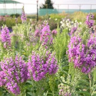 Вероніка колосиста Purple Explosion р9 Вероніка колосиста Purple Explosion р9