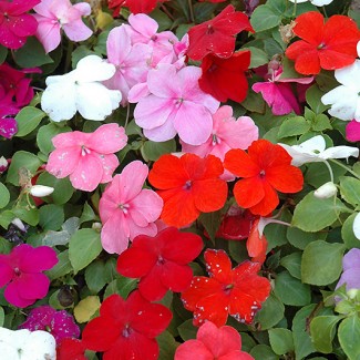 Флокс Subulata мікс p9 Флокс Subulata мікс p9