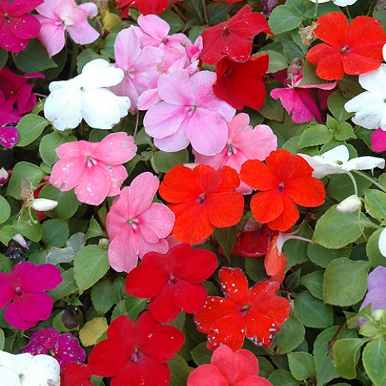 Флокс Subulata мікс p9 Флокс Subulata мікс p9