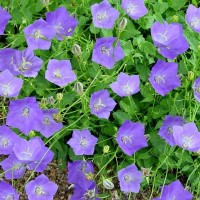 Камапнула carpatica Carillon Blue р9 Камапнула carpatica Carillon Blue р9