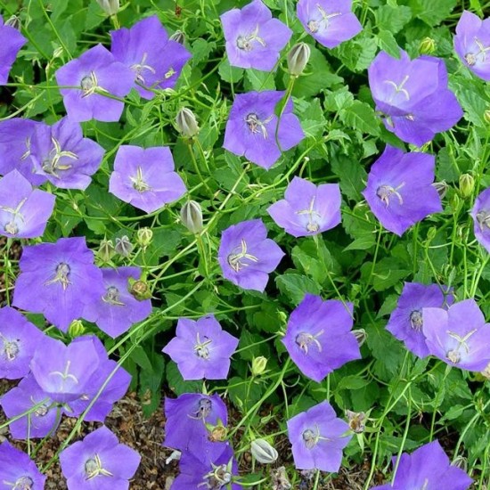Камапнула carpatica Carillon Blue р9 Камапнула carpatica Carillon Blue р9