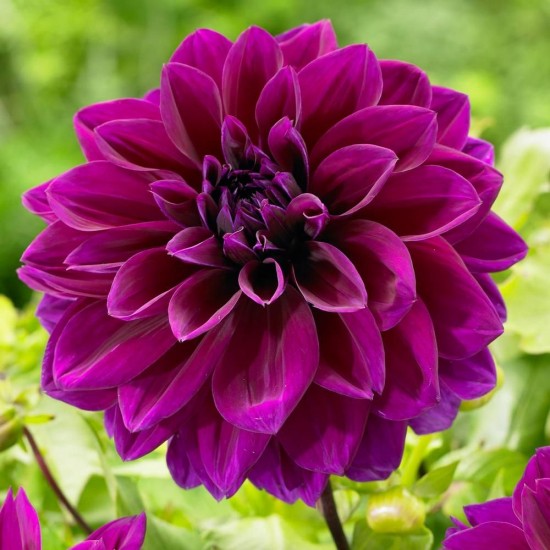 Жоржина Danila Midi Malaysia р9 Жоржина Danila Midi Malaysia р9