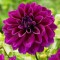 Жоржина Labella Medio Piccolo Purple р9