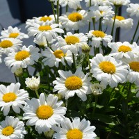 Леукантемум Sweet Daisy Izabel р9 Леукантемум Sweet Daisy Izabel р9