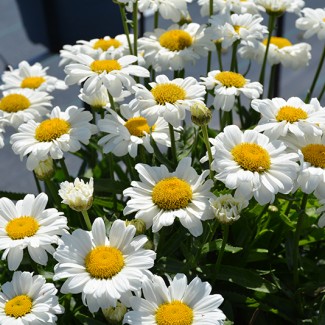 Леукантемум Sweet Daisy Izabel р9 Леукантемум Sweet Daisy Izabel р9