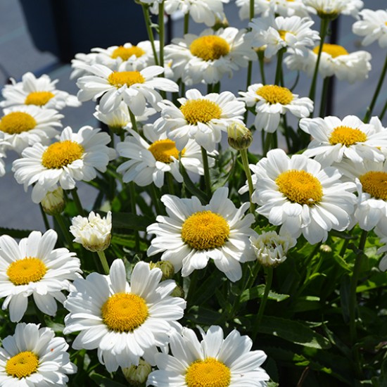 Леукантемум Sweet Daisy Izabel р9 Леукантемум Sweet Daisy Izabel р9