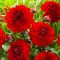 Жоржина Labella Medio Red р9