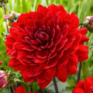 Жоржина Labella Medio Red р9 Жоржина Labella Medio Red р9