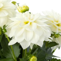 Жоржина Labella Medio White р9 Жоржина Labella Medio White р9