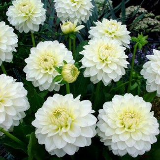 Жоржина Labella Medio White р9 Жоржина Labella Medio White р9