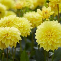 Жоржина Labella Medio Yellow р9