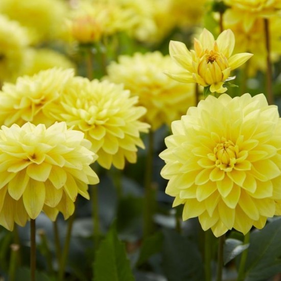 Жоржина Labella Medio Yellow р9