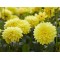 Жоржина Labella Medio Yellow р9