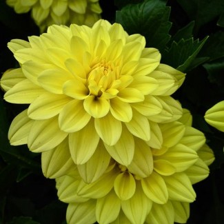 Жоржина Labella Medio Yellow р9 Жоржина Labella Medio Yellow р9