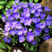 Камапнула carpatica Carillon Blue р9 Камапнула carpatica Carillon Blue р9