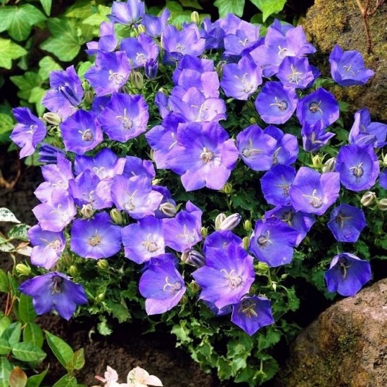 Камапнула carpatica Carillon Blue р9 Камапнула carpatica Carillon Blue р9