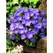Камапнула carpatica Carillon Blue р9