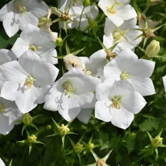 Камапнула carpatica Carillon White р9 Камапнула carpatica Carillon White р9