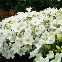 Камапнула carpatica Carillon White р9 Камапнула carpatica Carillon White р9