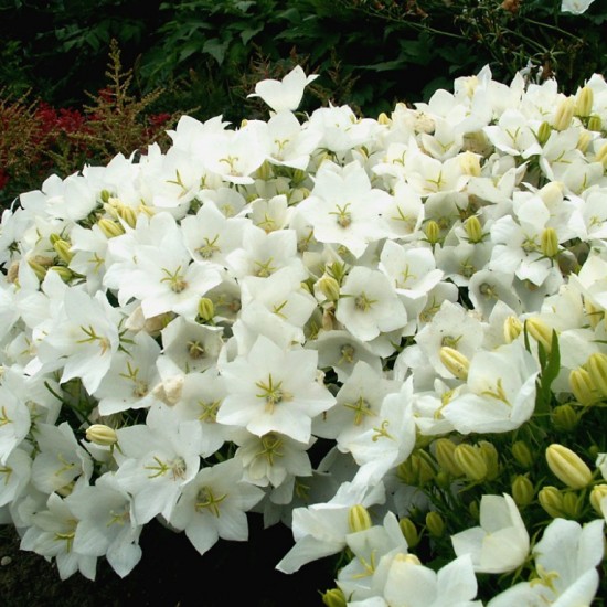 Камапнула carpatica Carillon White р9 Камапнула carpatica Carillon White р9