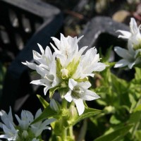 Кампанула glomerata Alba р9 Кампанула glomerata Alba р9