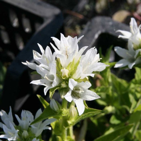Кампанула glomerata Alba р9 Кампанула glomerata Alba р9