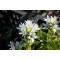 Кампанула glomerata Alba р9