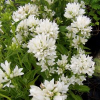 Кампанула glomerata Alba р9 Кампанула glomerata Alba р9