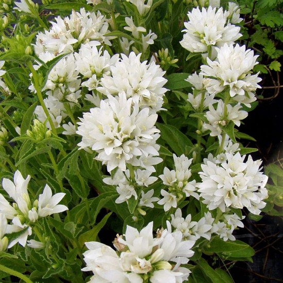 Кампанула glomerata Alba р9 Кампанула glomerata Alba р9