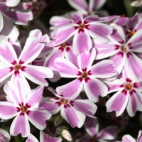 Флокс шиловидний Candy Striper р9 Флокс шиловидний Candy Striper р9