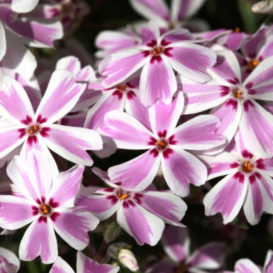 Флокс шиловидний Candy Striper р9 Флокс шиловидний Candy Striper р9