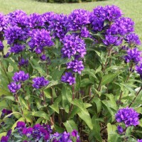 Кампанула Syperba glomerata р9 Кампанула Syperba glomerata р9