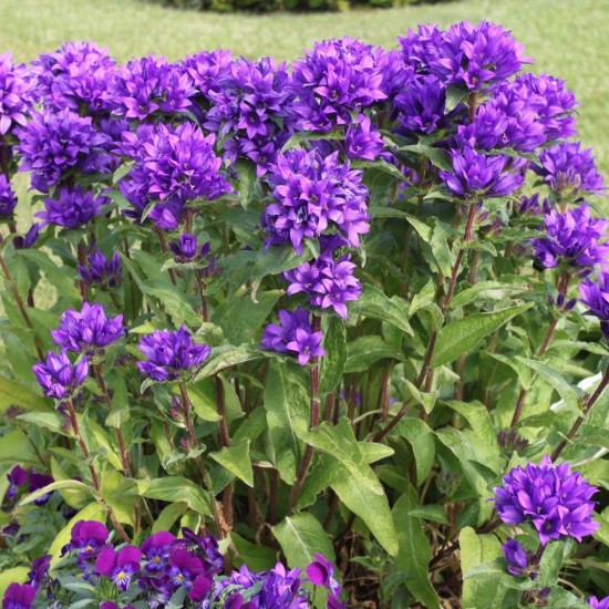 Кампанула Syperba glomerata р9 Кампанула Syperba glomerata р9