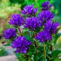 Кампанула Syperba glomerata р9 Кампанула Syperba glomerata р9