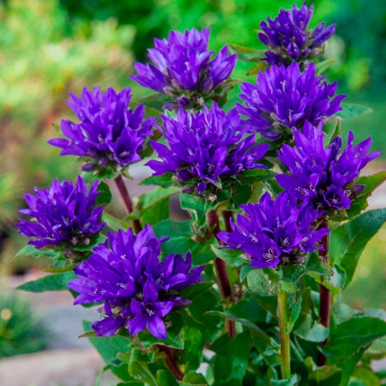 Кампанула Syperba glomerata р9 Кампанула Syperba glomerata р9