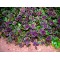 Конюшина Atropurpurea р9