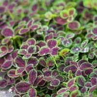 Конюшина Atropurpurea р9 Конюшина Atropurpurea р9
