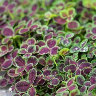 Конюшина Atropurpurea р9 Конюшина Atropurpurea р9