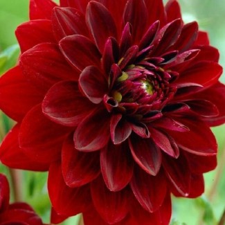 Жоржина Labella Medio Dark Red р9 Жоржина Labella Medio Dark Red р9