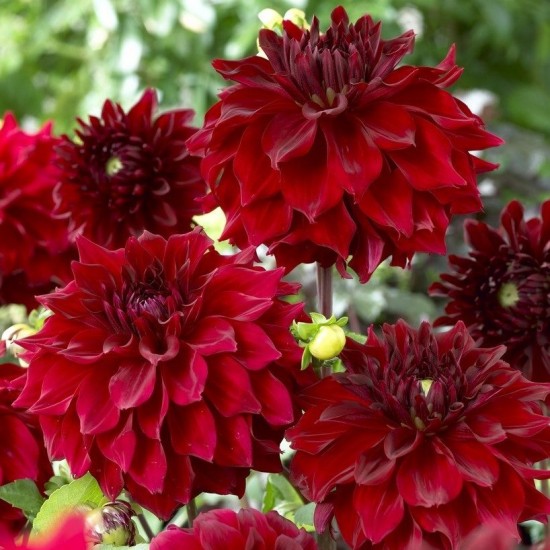 Жоржина Labella Medio Dark Red р9 Жоржина Labella Medio Dark Red р9