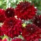 Жоржина Labella Medio Dark Red р9