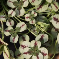 Конюшина повзуча Dragons Blood p9 Конюшина повзуча Dragons Blood p9