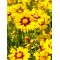 Кореопсис Fools Gold р9