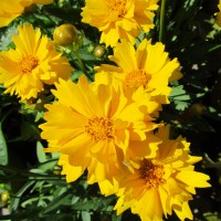 Кореопсис grandiflora Presto р9 Кореопсис grandiflora Presto р9